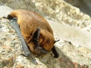 Pipistrelle commune (Source : Mayennenatureenvironnement.fr) 